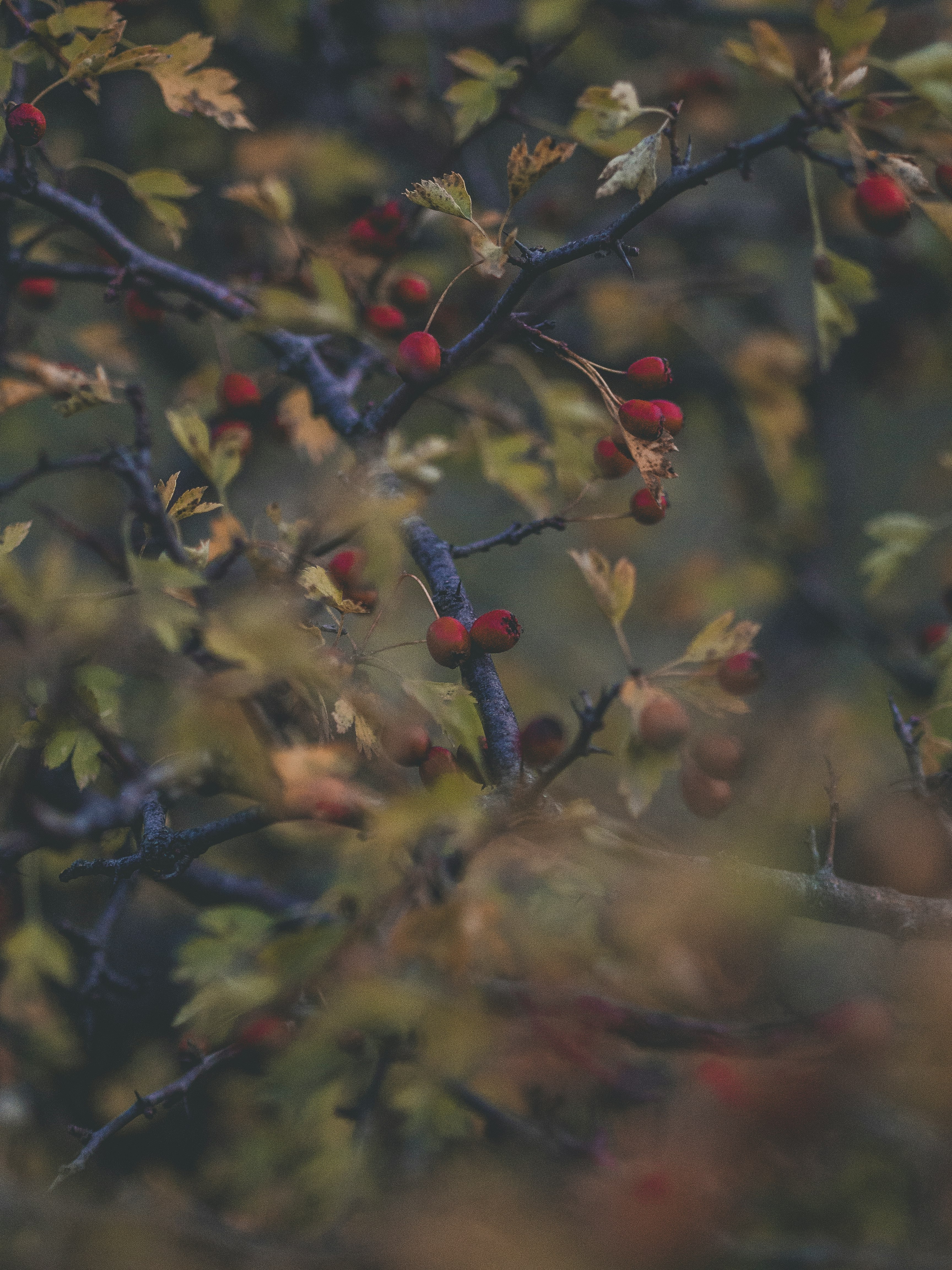 red round fruits on tree